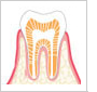 健康な歯