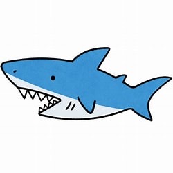 サメの歯